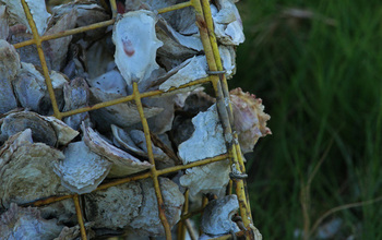 oysters grow in cages